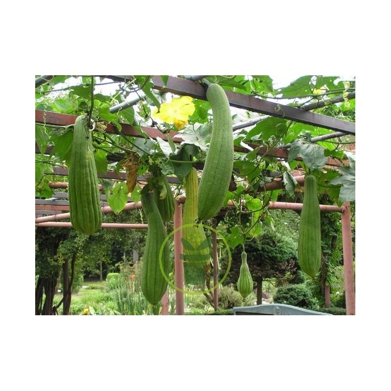 Eponge végétale luffa (ou loofah) non blanchie